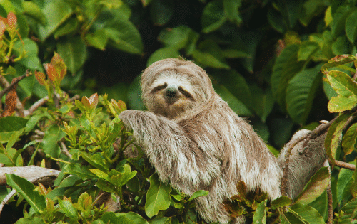 ONG au Costa Rica : Et si votre voyage pouvait faire la différence ?