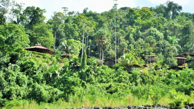 Photo de la nature vue depuis de fleuve pacuare