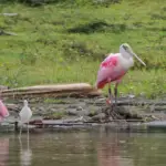 Oiseaux migrateurs de passage au Costa Rica