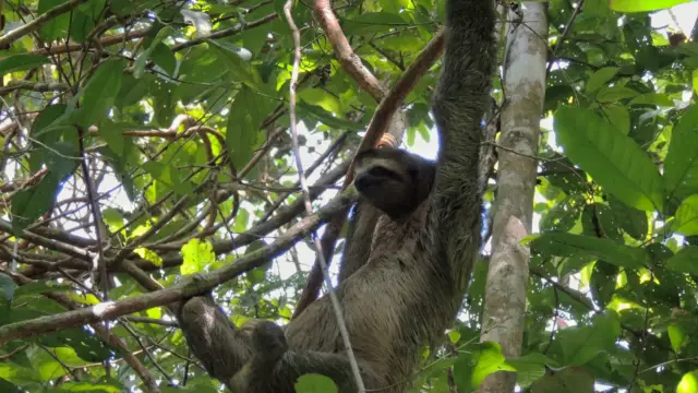 Paresseux au costa rica Forêt 