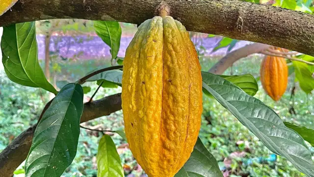 cabosse cacao costa rica