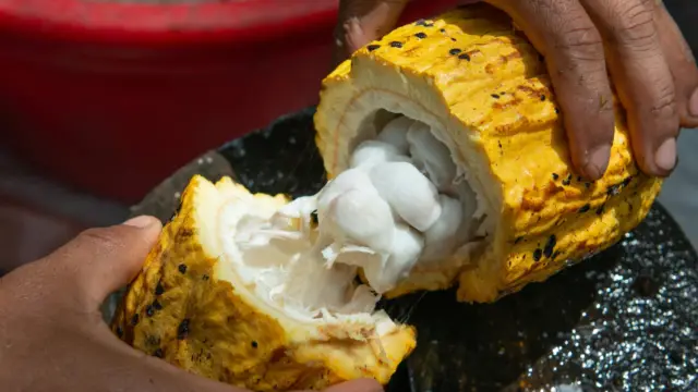 feve cacao costa rica