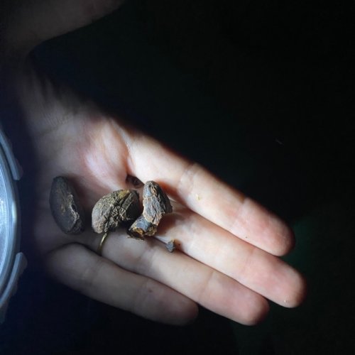 Le chocolat du Costa Rica : une histoire riche et un futur durable