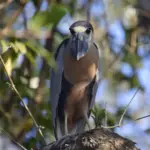 oiseau typique des fleuves du Costa Rica, le Pico Cuchara.