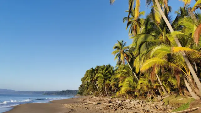 Plage de Tango Mar à Tambor avec ses cocotiers 