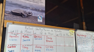 Séjour à Barra Pacuare : organisation des rondes