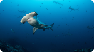 Requins marteaux aperçus aux abords de la réserve Isla del Coco, au large du Costa Rica