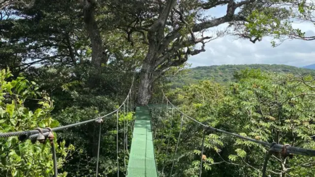 Pont suspendu à Rincon de la Vieja, région incontournable du Costa Rica 
