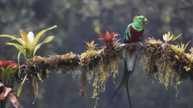 Quetzal, oiseau iconique d'Amérique centrale