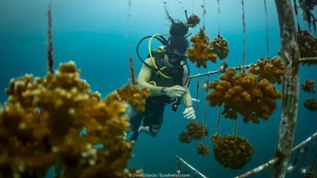 Raising Coral agit pour restaurer et protéger les récifs coralliens du Costa Rica