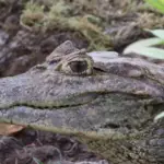 Caïman observé à Caño Negro au Costa Rica