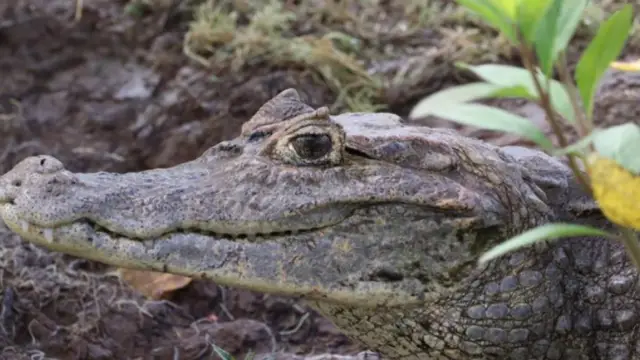 Caïman observé à Caño Negro au Costa Rica