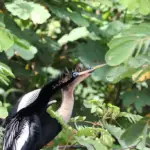 Couple d'Hérons tigrés, oiseaux typiques de Caño Negro au Costa Rica