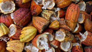 Cacao du Costa RIca