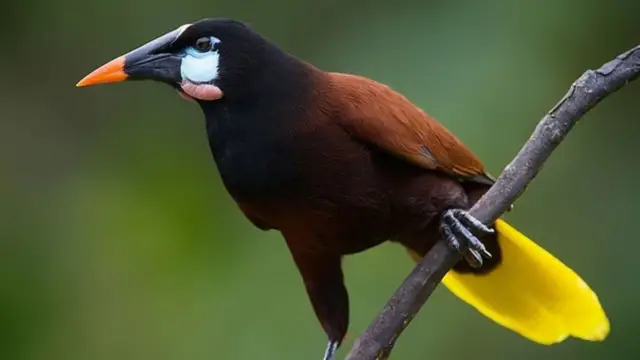 Oiseau typique du Costa Rica