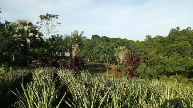 Paysage typique de Sarapiqui au Costa Rica