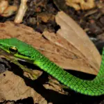Serpent observé dans la parc national de Tenorio au Costa Rica
