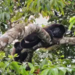 Singe hurleur, animal typique du Costa Rica