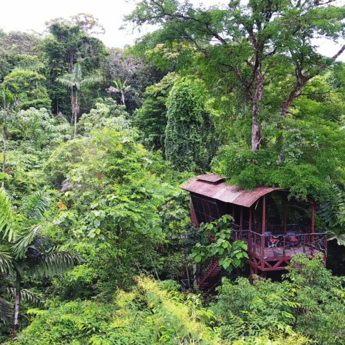Le Maquenque Eco Lodge, notre coup de cœur pour une immersion en forêt