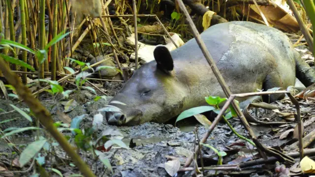 Tapir, animal typique du Costa Rica peuplant le parc national du Corcovado