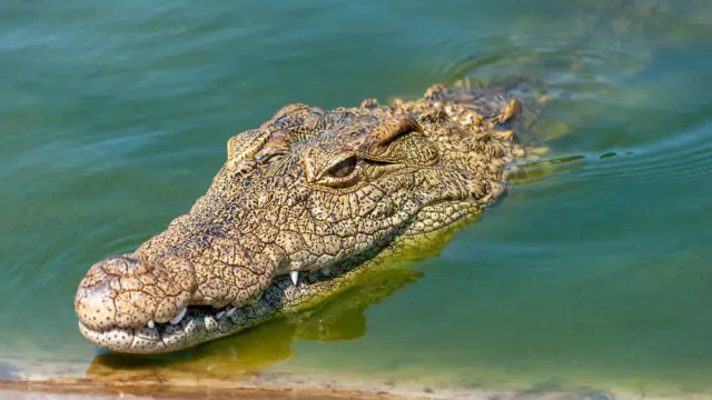 Crocodile de Tarcoles au Costa Rica