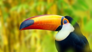  voyage Tout savoir sur le Costa Rica 