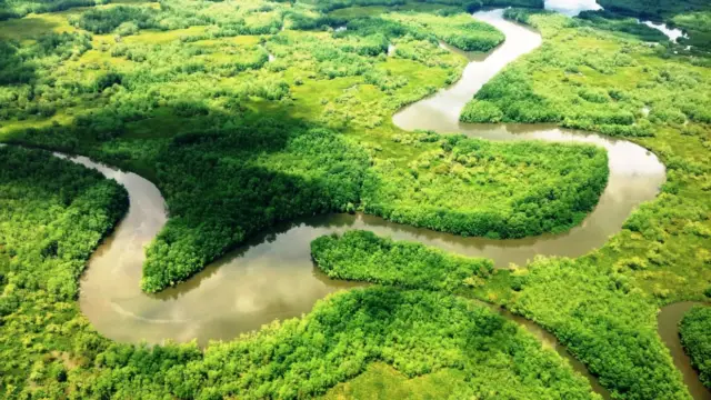 Mangrove de Sierpe depuis le ciel