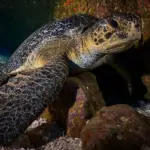 Tortue marine aperçu aux abords de la réserve Isla del Coco, au large du Costa Rica