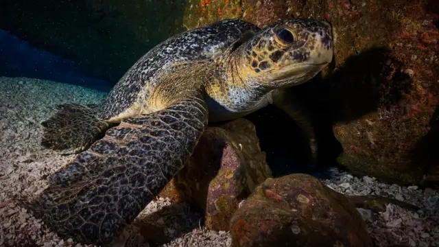 Tortue marine aperçu aux abords de la réserve Isla del Coco, au large du Costa Rica