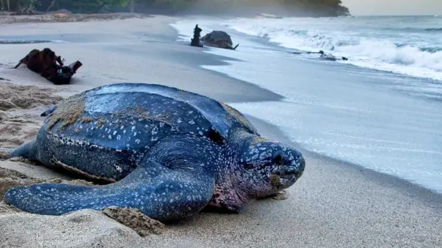 Les tortues Luth : une espèce exceptionnelle du Costa Rica à préserver !