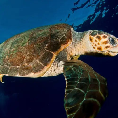 Les tortues Luth : une espèce exceptionnelle du Costa Rica à préserver !