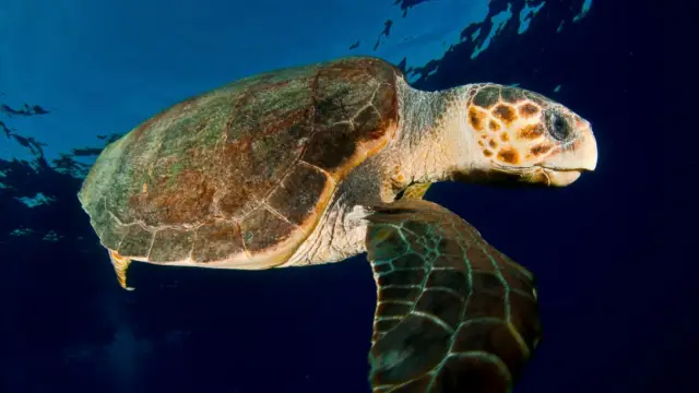Les tortues Luth : une espèce exceptionnelle du Costa Rica à préserver !