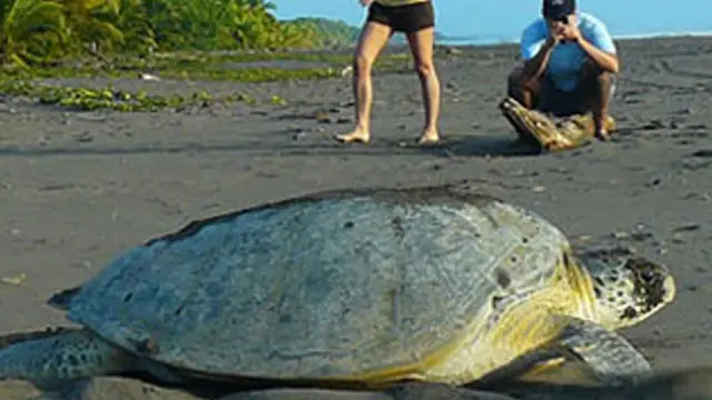 Les tortues Luth : une espèce exceptionnelle du Costa Rica à préserver !