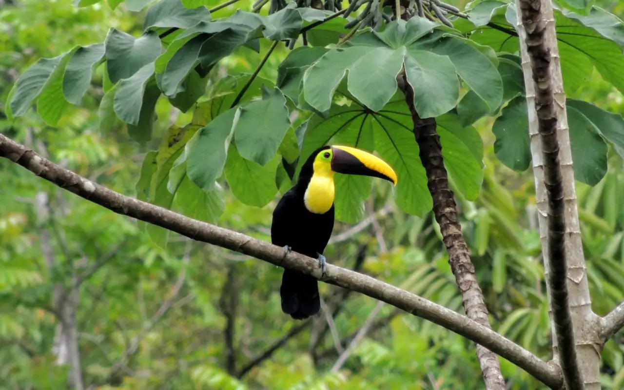 Toucan dans les arbres, Uvita, Pacifique