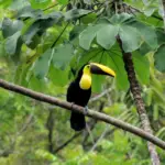 Toucan dans les arbres, Uvita, Pacifique