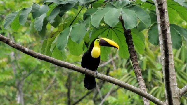 Nos labels et certifications pour un tourisme durable au Costa Rica