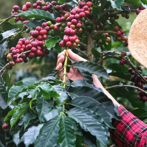 Découvrir le Costa Rica rural à travers 5 expériences locales