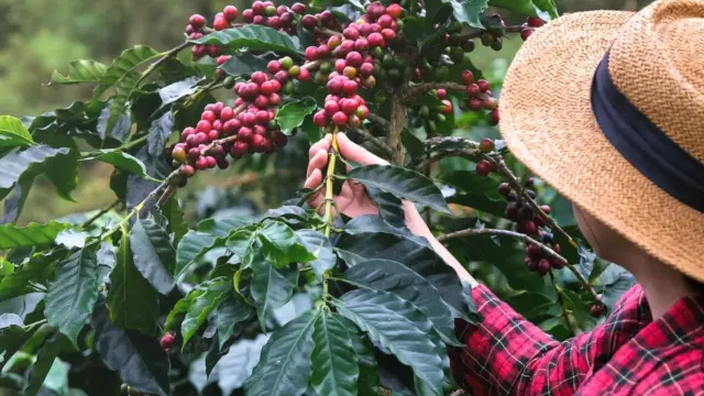 Découvrir le Costa Rica rural à travers 5 expériences locales