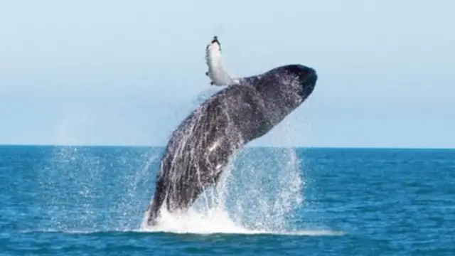 Saut de baleine à bosse dans les eaux du Pacifique du Costa Rica