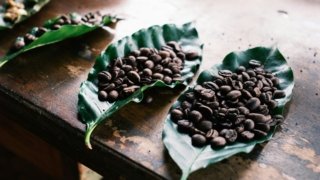 Costa Rica, terre de café : guide et inspirations – par Esteban Alvarado