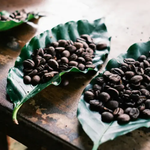 Costa Rica, terre de café : guide et inspirations – par Esteban Alvarado