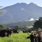 Le volcan Miravalles et son activité volcanique au Costa Rica