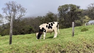 Vache lors de l'ascension du volcan Turrialba