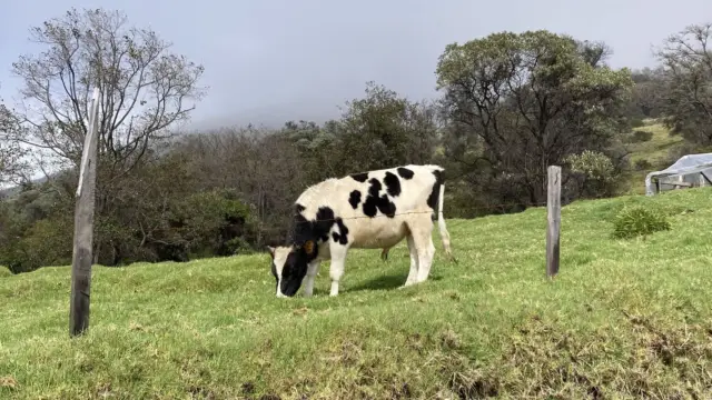 Vache lors de l'ascension du volcan Turrialba