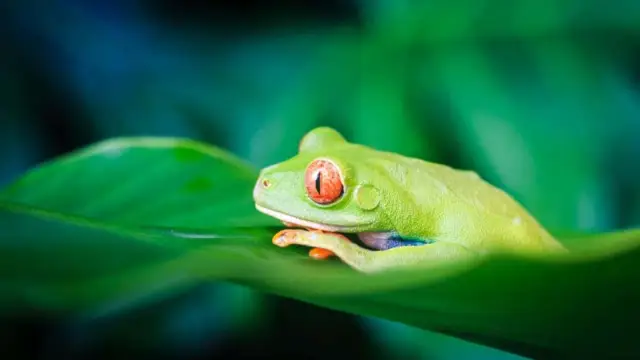 Costa Rica Voyage