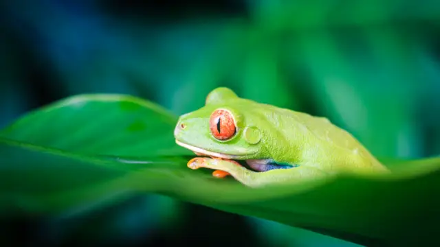 grenouille costa rica