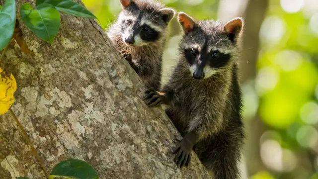 couples de ratons laveurs, animal typique du Costa Rica