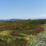 La zone humide de Palo Verde et ses paysages de marécages
